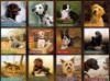 Picture of Lang Wall Calendar 2024 Love of Dogs