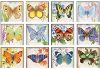 Picture of Lang Calendar 2025 Butterflies by Jane Shasky
