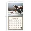 Picture of Lang Calendar 2025 Cows Cows Cows by Lowell Herrero