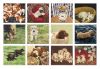 Picture of Legacy Calendar 2025 Puppies By Sueellen Ross